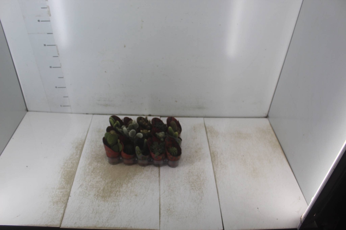 <h4>CACTUS MINI P06</h4>