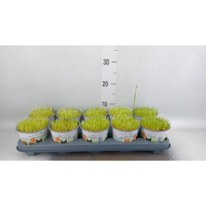 Hordeum sp.   ...kattegras zaai