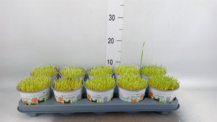 <h4>Hordeum sp. ...kattegras zaai</h4>