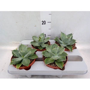 Agave potatorum