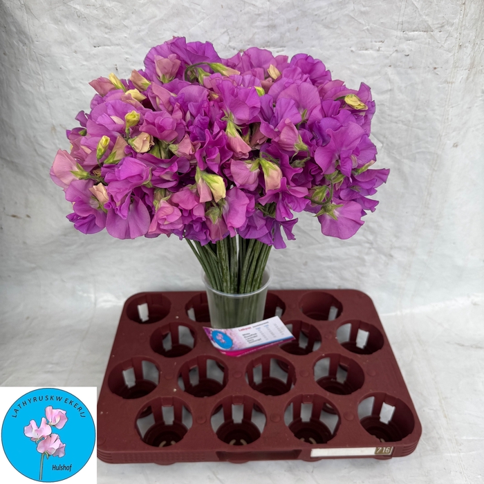 <h4>LATHYR WI SUNS MAUVE</h4>