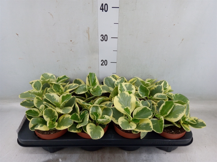 <h4>Peperomia obt. 'Variegata'</h4>