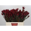 Leucadendron Blush Spray