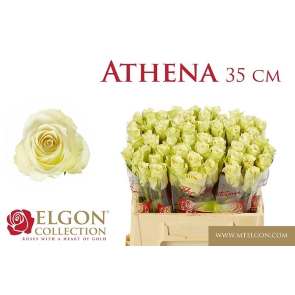 <h4>R Gr Athena Elgon</h4>