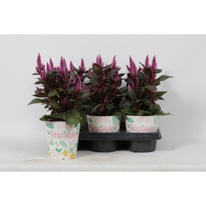 KAMERPL BLOEIEND GEM