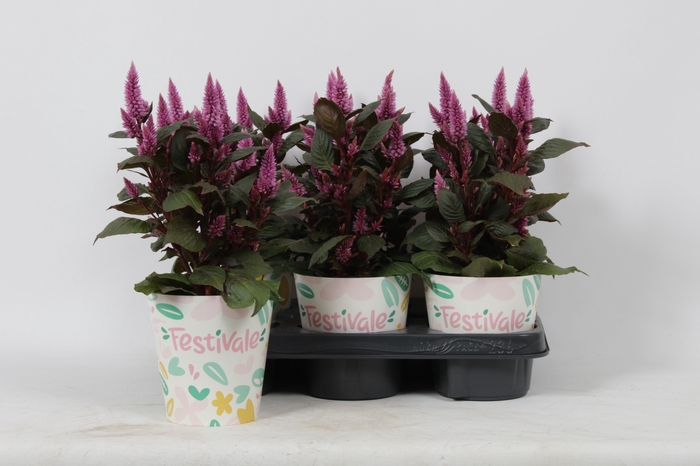 <h4>KAMERPL BLOEIEND GEM</h4>