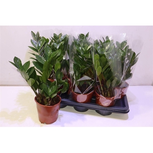 arr8 Zamio Zamiifolia