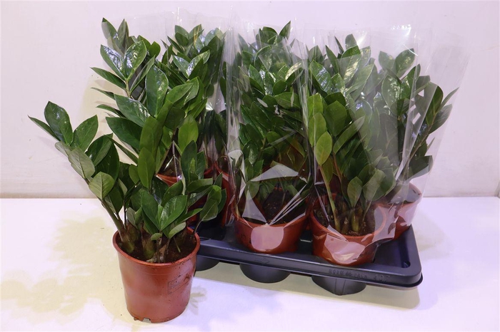 <h4>Zamio Zamiifolia</h4>