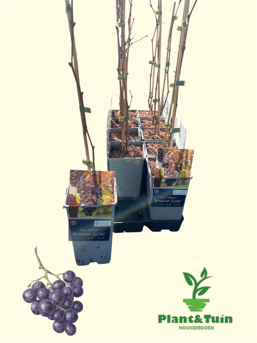 <h4>VITIS VINIFERA</h4>