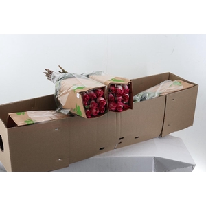 R Gr Stunning 50cm Box Fu