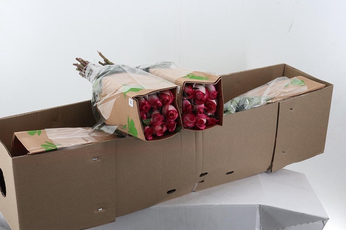 <h4>R Gr Stunning 50cm Box Fu</h4>