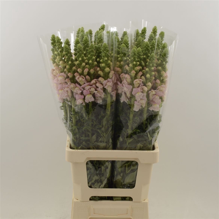 <h4>Antirrhinum Potomac Pink</h4>