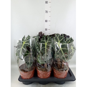 Alocasia amazonica 'Polly'