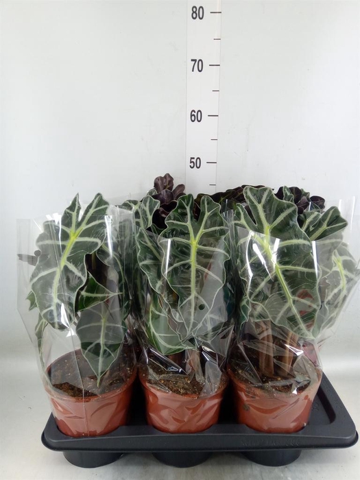 <h4>Alocasia amazonica 'Polly'</h4>