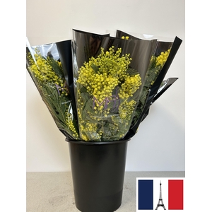 ACACIA MIMOSA LUNA d