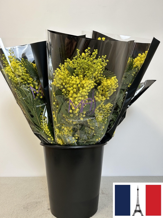 <h4>ACACIA MIMOSA LUNA d"ARGENTO PB</h4>