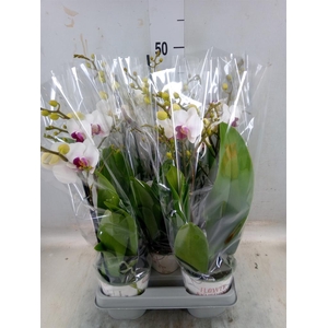 Phalaenopsis   ...white