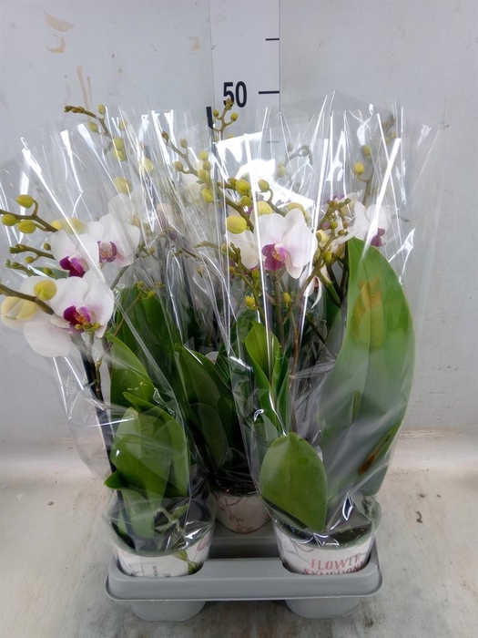 <h4>Phalaenopsis ...white</h4>