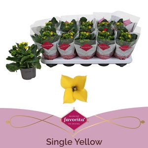 Kalanchoe favorita yellow stadium 1