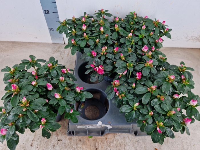 <h4>RHODO SI SIMA</h4>