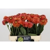 Dahlia Orange Fox