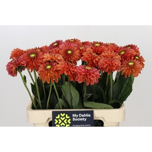 Dahlia Orange Fox