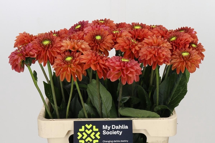 <h4>Dahlia Orange Fox</h4>