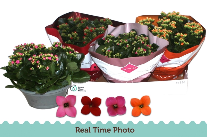 <h4>KAL EN GEM 4 KL</h4>