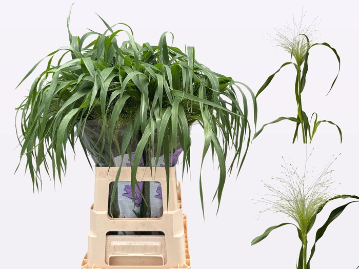 <h4>PANIC VI FONTAINE</h4>