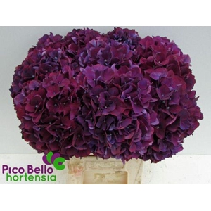 Hydrangea mag ruby red purple