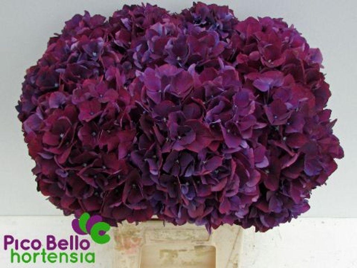 <h4>Hydrangea mag ruby red purple</h4>