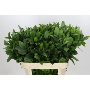RUSCUS HYPOPHYLLUM
