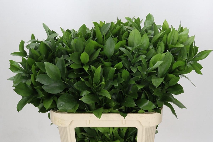 <h4>RUSCUS HYPOPHYLLUM</h4>