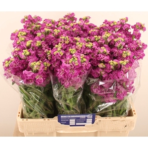 MATTH STOX DEEP ROSE