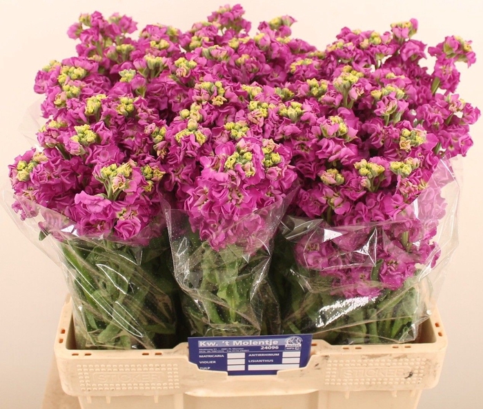<h4>MATTH STOX DEEP ROSE</h4>