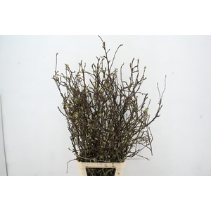 PERENBLOESEM CHOJURO PER STEM 125CM