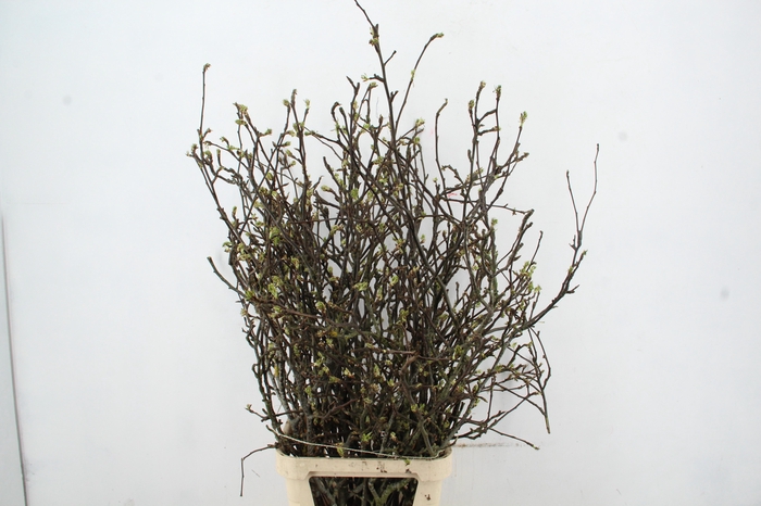 <h4>PERENBLOESEM CHOJURO PER STEM 125CM</h4>