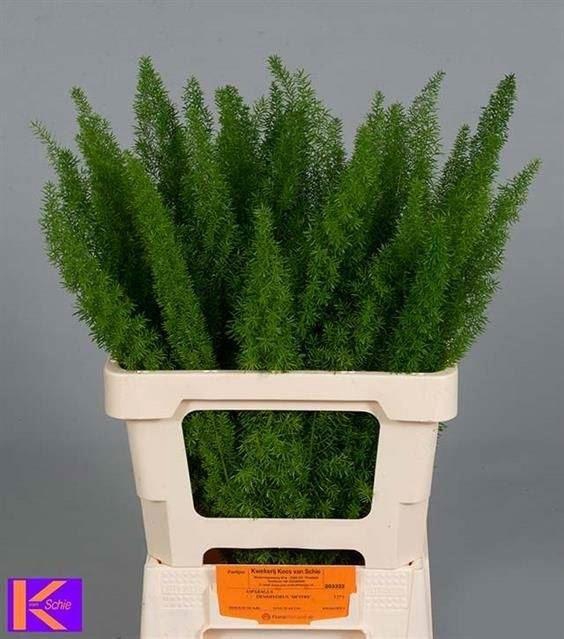 <h4>ASPARAGUS MEYERS ASP DENS MYERS</h4>