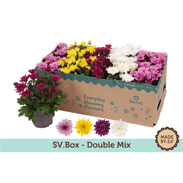 <h4>Chrysanthemum  Indicum Double Mix Box</h4>