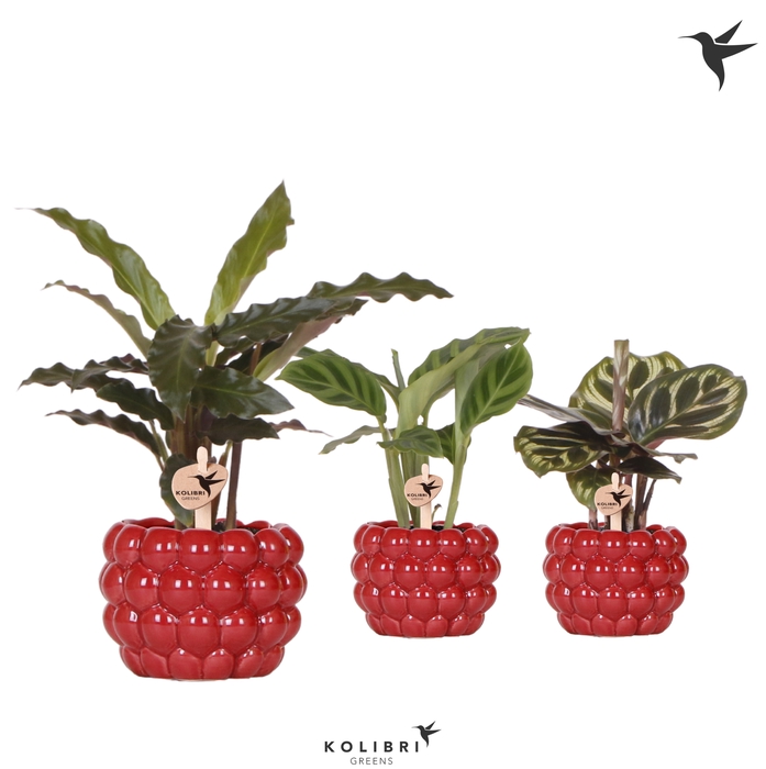 <h4>Calathea Gemengd Keramiek Berry</h4>