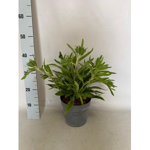 vaste planten 19 cm  Stokesia Amethyst