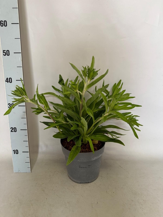 <h4>vaste planten 19 cm  Stokesia Amethyst</h4>