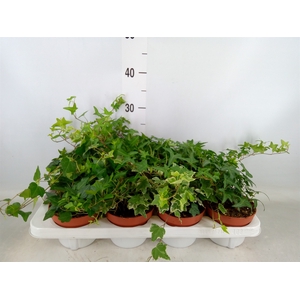 Hedera   ...mix