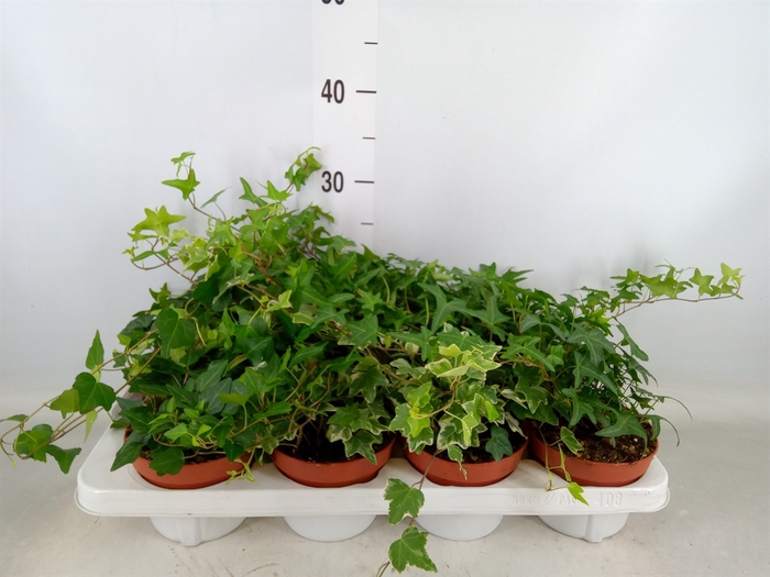 <h4>Hedera   ...mix</h4>