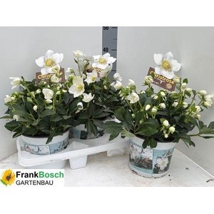 HELLEB HGC WINTERGOLD P19 50+