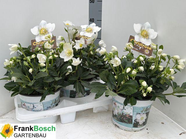 <h4>HELLEB HGC WINTERGOLD P19 50+</h4>