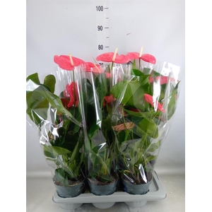 Anthurium  'Karma Pink'