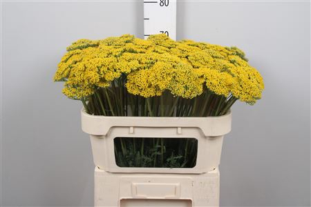 <h4>Achil F Parker Variety</h4>