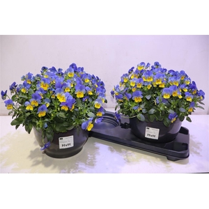 Vio Co Em Yel B J Up