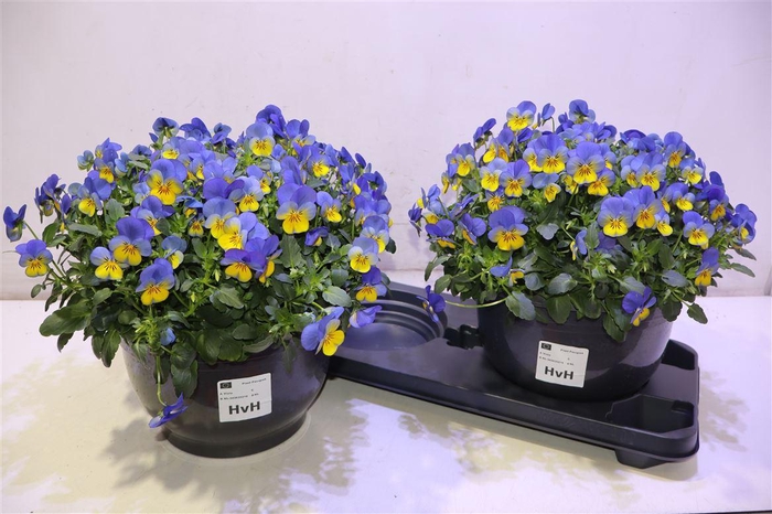 <h4>Vio Co Em Yel B J Up</h4>